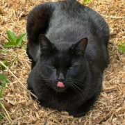 Katten i "Forundringens have"