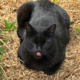 Katten i "Forundringens have"