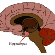hippocampus-2